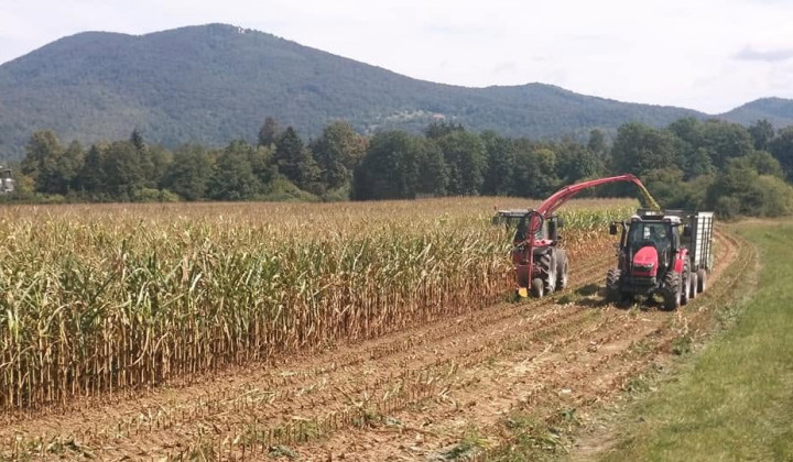 Siliranje koruze (foto: Agrosaat)