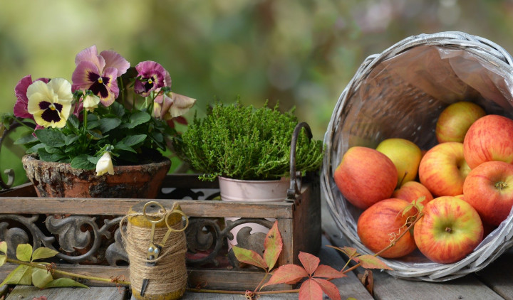 Jesen je bogata s pridelki, sadeži, pa tudi rastlinami (foto: Rebekka D / Pixabay)